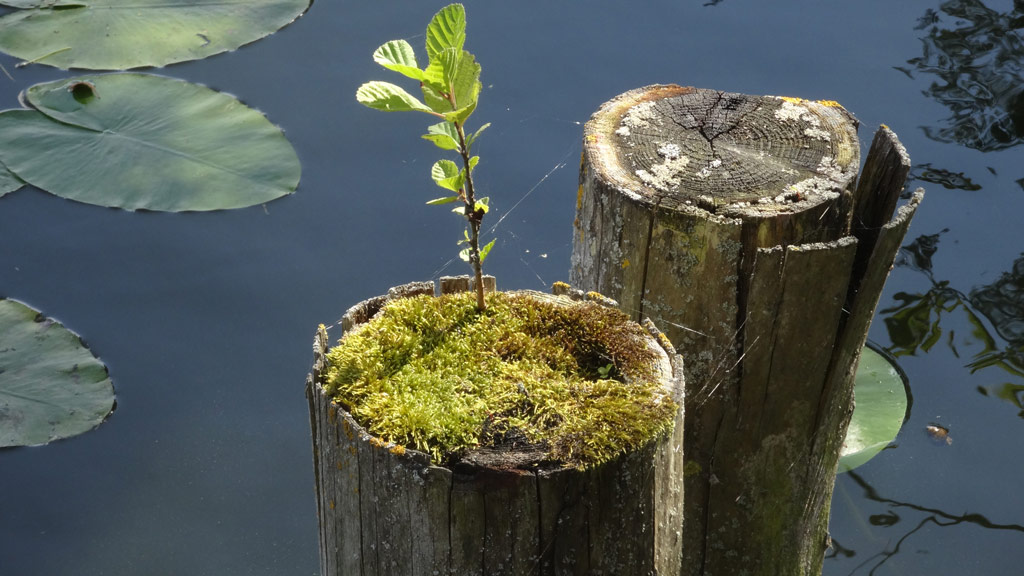 Herzliche Einladung zu weiteren Meditationsabenden 